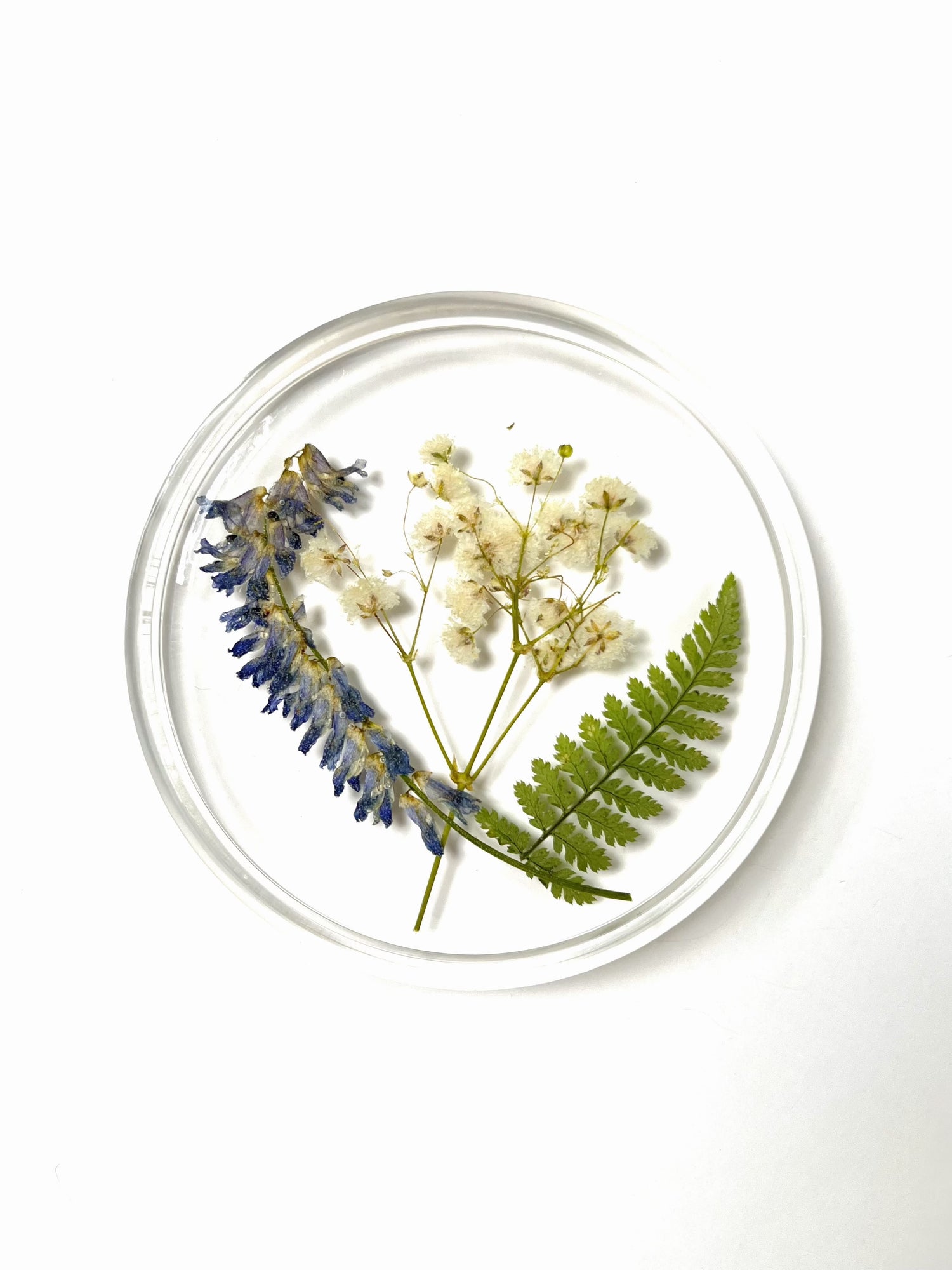 Dish / Coasters